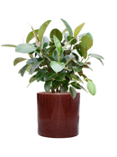 Pot cylinder cylinder rouge