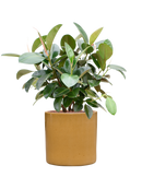 Pot cylinder cylinder jaune