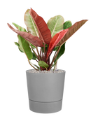 Pot greensense aqua care couple grise