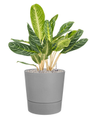 Pot greensense aqua care couple grise