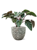 Pot lava couple verte