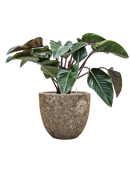 Pot lava couple marron