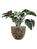 Pot lava couple noire