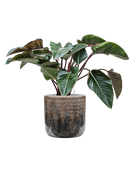 Pot luxe lite cylinder bronze