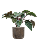 Pot luxe lite cylinder bronze