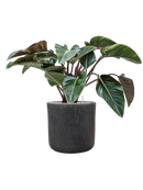 Pot raindrop cylinder anthracite