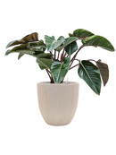 Pot raindrop couple beige