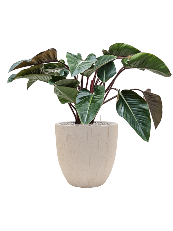 Pot raindrop couple beige