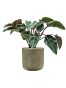 Pot vertical rib cylinder verte