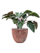 Pot lava couple rouge