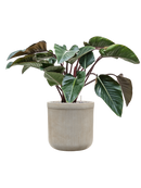 Pot vertical rib cylinder beige