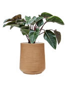 Pot dune darcy marron