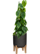 Pot rough sur pieds noire