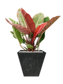 Pot ella kubis noire