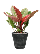 Pot claire couple noire