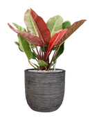 Pot nature rib couple anthracite