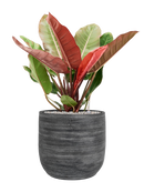 Pot magna couple anthracite