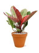 Pot terra cotta couple orange