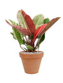 Pot terra cotta couple orange