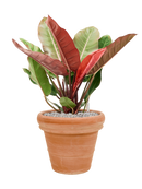 Pot terra cotta couple orange