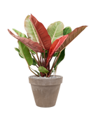 Pot terra cotta couple grise