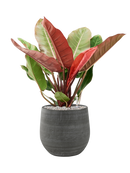 Pot esra couple grise