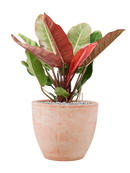 Pot terra cotta couple orange