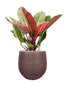 Pot lydia couple violet