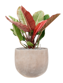 Pot terra cotta couple marron