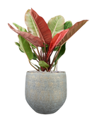 Pot noor couple grise