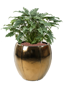 Pot moda emperor d'or