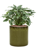 Pot cylinder cylinder verte