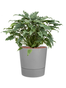 Pot greensense aqua care couple grise