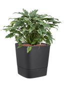 Pot greensense aqua care cube anthracite