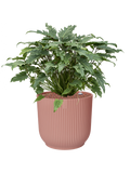 Pot vibes cylinder rose