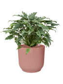 Pot vibes cylinder rose