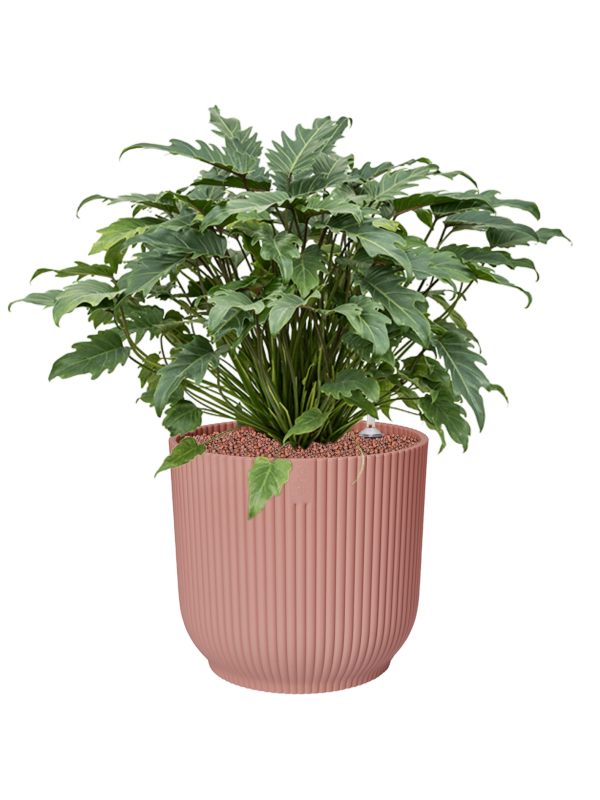 Pot vibes cylinder rose