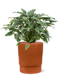 Pot chao cylinder orange