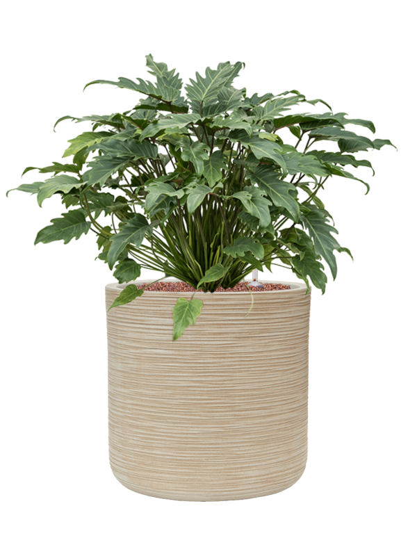 Pot dune cylinder beige