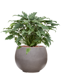 Pot rotunda couple anthracite