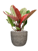 Pot mountain couple grise