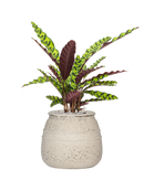 Pot mediterranean darcy blanche