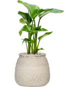 Pot mediterranean darcy blanche