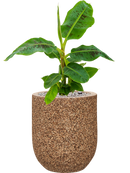 Pot naturescast® couple marron