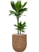 Pot naturescast® couple marron