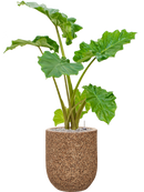 Pot naturescast® couple marron