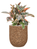 Pot naturescast® couple marron