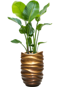 Pot gradient partner d'or