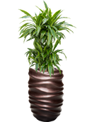 Pot gradient partner marron