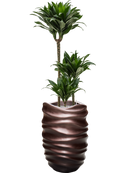 Pot gradient partner marron